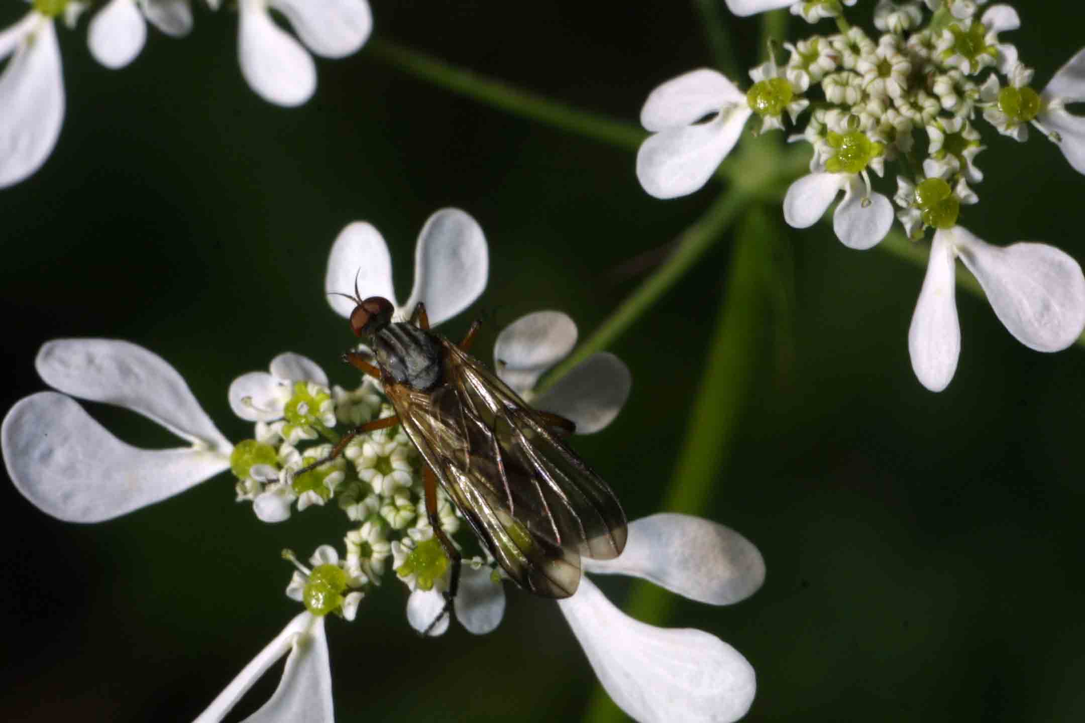Thereva sp.